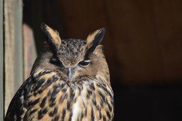 Uhu schaut / Eagle owl looks ( Bubo bubo )
