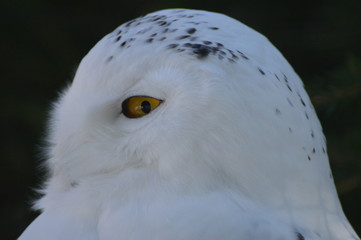 Fototapeta premium Schnee - Eule schaut / Snow - owl looks ( Bubo scandiacus )