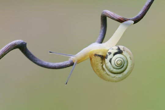 Snail on swirl stick