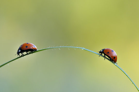 Two ladybugs on a grass leaf