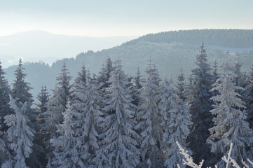 Tannen im Winter / Fir trees in winter ( Abies )