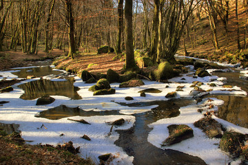 Paysage en sous-bois.