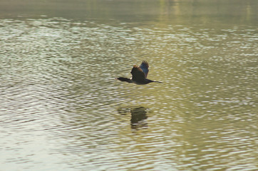Mallard duck at very high speed and low altitude flight over the lake, Ada lake, Belgrade