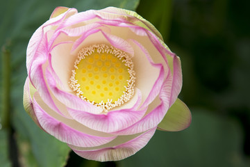 Close up frontal lotus flower