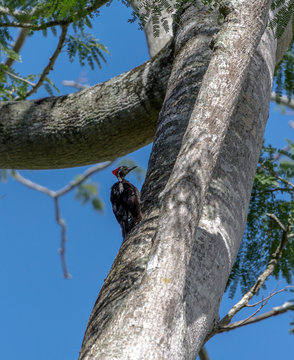 Redheaded Woodpecker sitting on a tree in Puerto Ordaz - Venezuela, South America