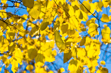 Yellow leaves on a blue sky background, Belgrade, Serbia