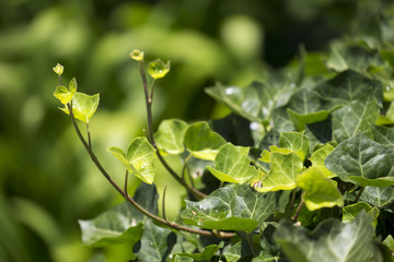 Two ivy vines