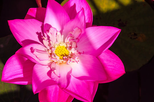 Fototapeta Beautiful pink lotus with yellow-green lotus pollen. Close up big pollen of pink lotus flower background. 