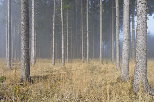 Fototapeta Fog in Spruce Forest
