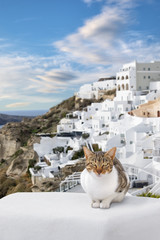 Stripy cat enjoys nice weather in Oia village, Santorini, Greece