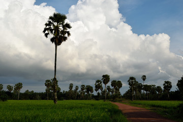 Landscape of rice field with sugar palm along the red country road in rural area of Thailand