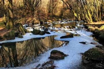 Paysage en sous-bois.