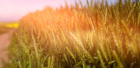 Close up of beautiful wheat field