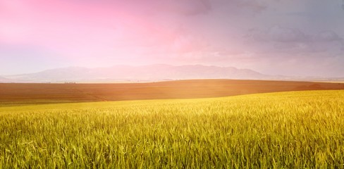 Green beautiful wheat field
