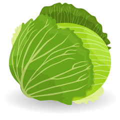 Cabbage, vector object. Fresh green cabbage vegetable isolated sketch. Juicy garden cabbage for farm market, food packaging, vegetarian salad recipe design