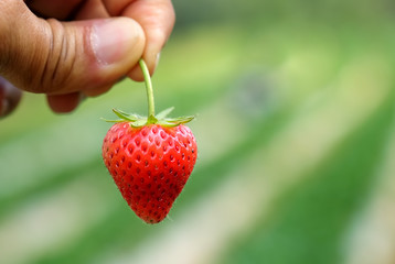 Strawberry on hand.