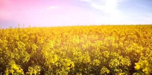 Fototapeta premium Yellow mustard field