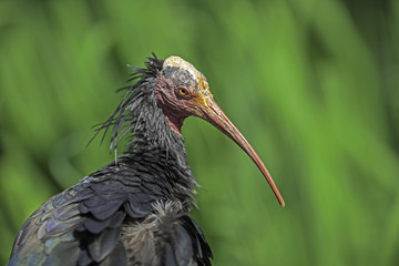 Northern bald ibis (Geronticus eremita)