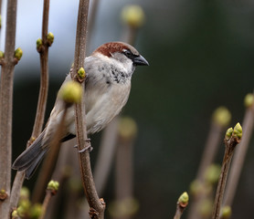 The house sparrow is a bird of the sparrow family Passeridae, found in most parts of the world. A small bird, it has a typical length of 16 cm and a mass of 24–39.5 g. 