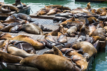 Many Sleeping Seals