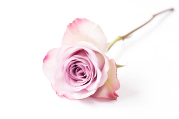 Einzelne Rose liegend