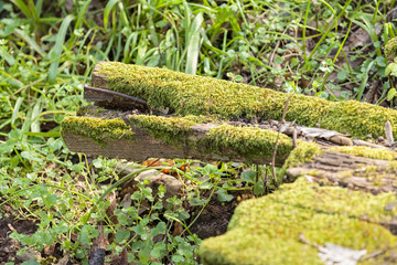 wooden planks covered with moss