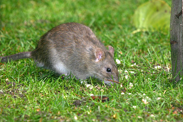 Naklejka na ściany i meble The brown rat, also referred to as common rat, street rat, sewer rat, Hanover rat, Norway rat, brown Norway rat, Norwegian rat, or wharf rat is one of the best known and most common rats.