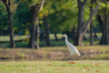 Egret foraging walk.