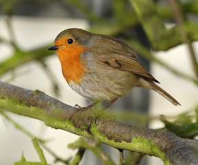 The European robin, known simply as the robin or robin redbreast in the British Isles, is a small insectivorous passerine bird, specifically a chat.