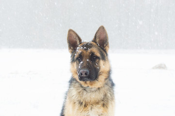 adult sheepdog on a winter walk