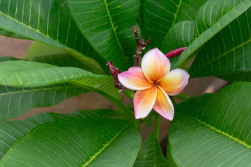 Flower (Plumeria flower)