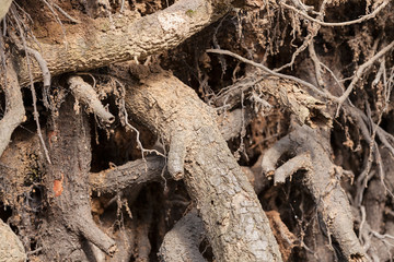 bared roots of tree