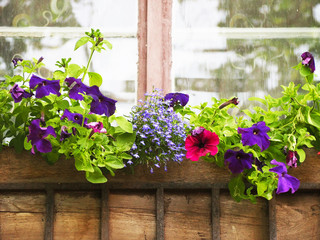 Flower box in window of a building, beautiful pink and violet flowers growing