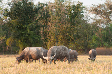 Fototapeta premium Buffaloes in the rice field.