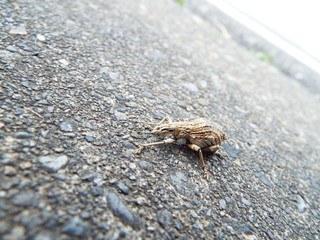 シロコブゾウムシ Snout beetle with the lump