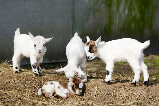white goat kids standing and goat kid lying on straw