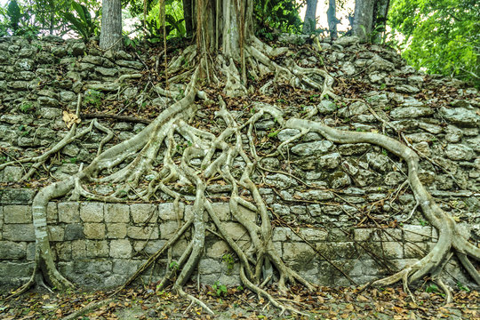 Mayan structure in ruins caught by the roots of a tree in the archaeological place of Becan, Campeche, Mexico