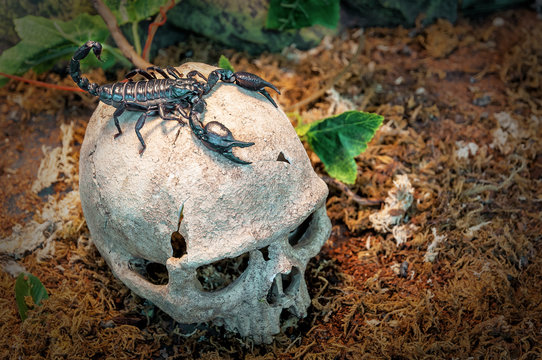 black scorpion on the skull