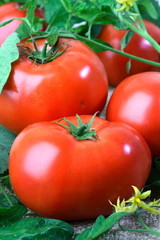 Big red fresh tomatoes