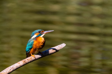 Martin-pêcheur d'Europe