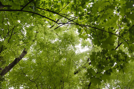 Des feuilles... des feuilles... des feuilles