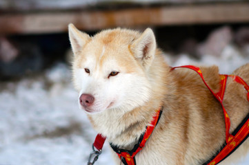 Portrait of red Sled Husky dog. Working sled dogs of the North. Husky sledding in the winter. North active dog in the harnesses to drive in the snow. 