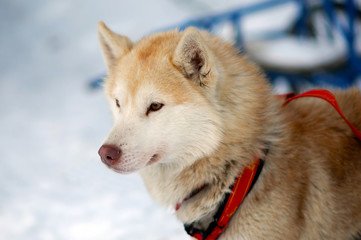 Portrait of sports Sled Husky dog. Working sled dogs of the North. Husky sledding in the winter. North active dog in the harnesses to drive in the snow. 