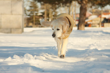 A golden retriever dog walking in a park on a sunny winter day