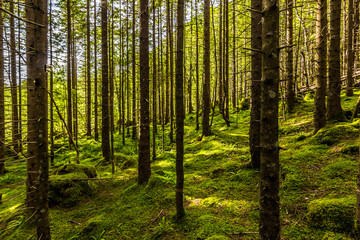Fototapeta premium 26 lipca 2015: Las w drodze do kościoła Trolla, Norwegia