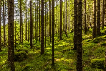Fotobehang July 26, 2015: A forest on the way to the Troll's Church, Norway © rpbmedia