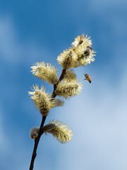 Weidenblüte mit Biene
