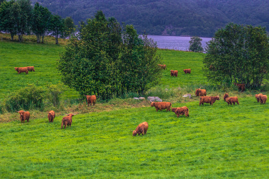 July 26, 2015: Herd of scandinavian cows near Roros, Norway
