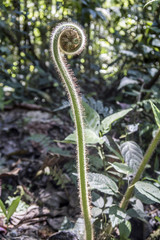 young leaf of fern in the jungle in Ecuador