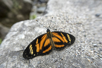 detail of colorful butterfly in the jungle